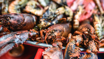 Frische Lobster